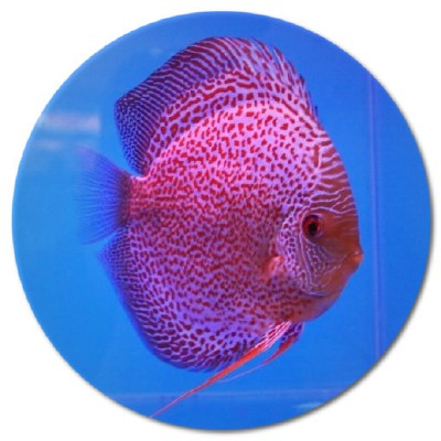 Red and Blue Leopard Mosaic Discus Fish 3-3.5  inch